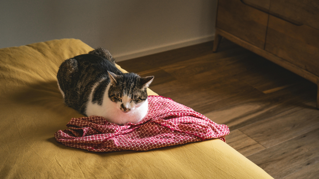 Quelle est la hauteur idéale d'une Gamelle pour chat ?