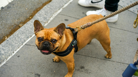 Quel Harnais pour Chien est le plus Confortable ?