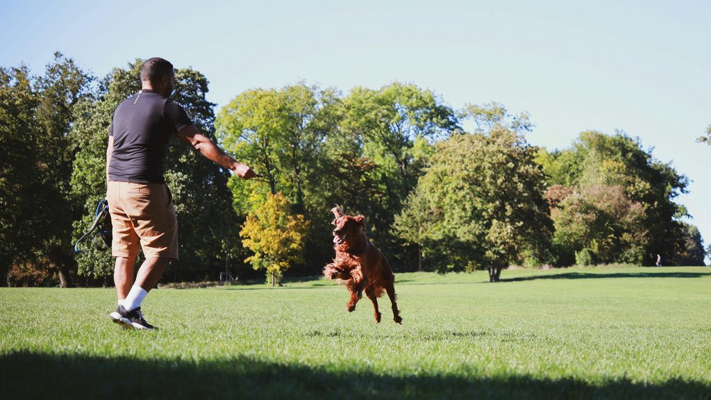 Comment éviter que le Chien renverse sa Gamelle d'Eau ?