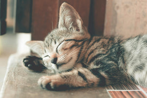 Comment savoir si mes chats s'aiment bien ?