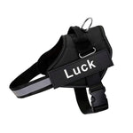 Harnais Anti Traction Chien