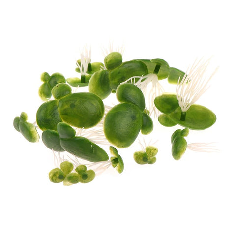 Plantes Flottantes Aquarium