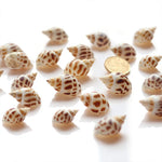Coquillages Aquarium