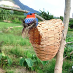 Nid Reproduction Oiseaux
