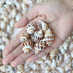 Coquillages Aquarium