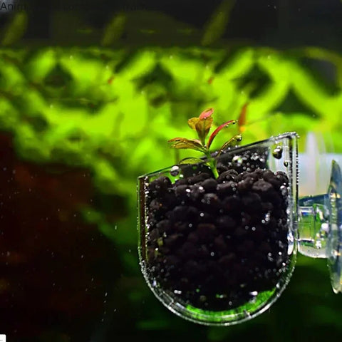 Mangeoire Suspendue Aquarium