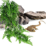 Fougère Suspendue Reptile
