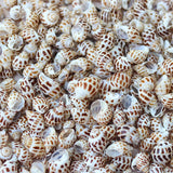 Coquillages Aquarium