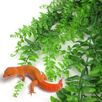 Fougère Suspendue Reptile
