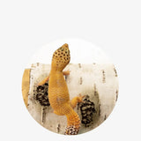 Caverne Reptile Humidité