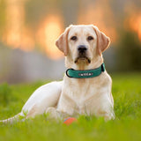 Collier Cuir Personnalisé Chien