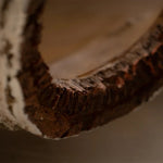 Caverne Reptile Humidité