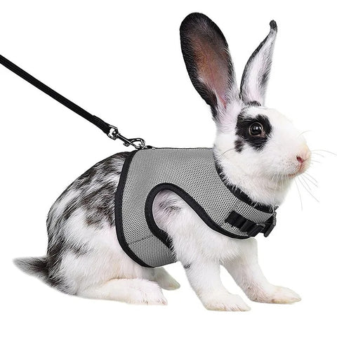 Ceinture Sécurité Lapin