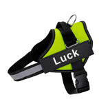 Harnais Anti Traction Chien